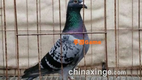 黑防灰鸽子