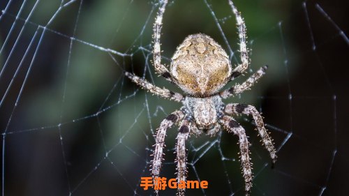 区区蜘蛛