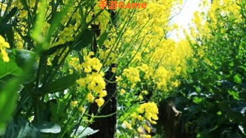 莺飞草长爱的人在路上