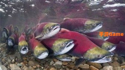 冰河鲑鱼群